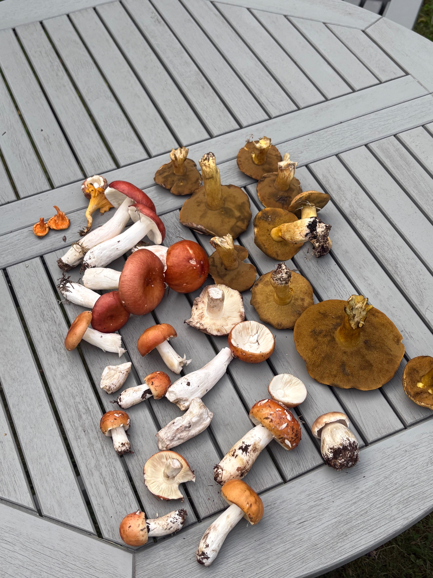 Foraged mushrooms from the archipelago